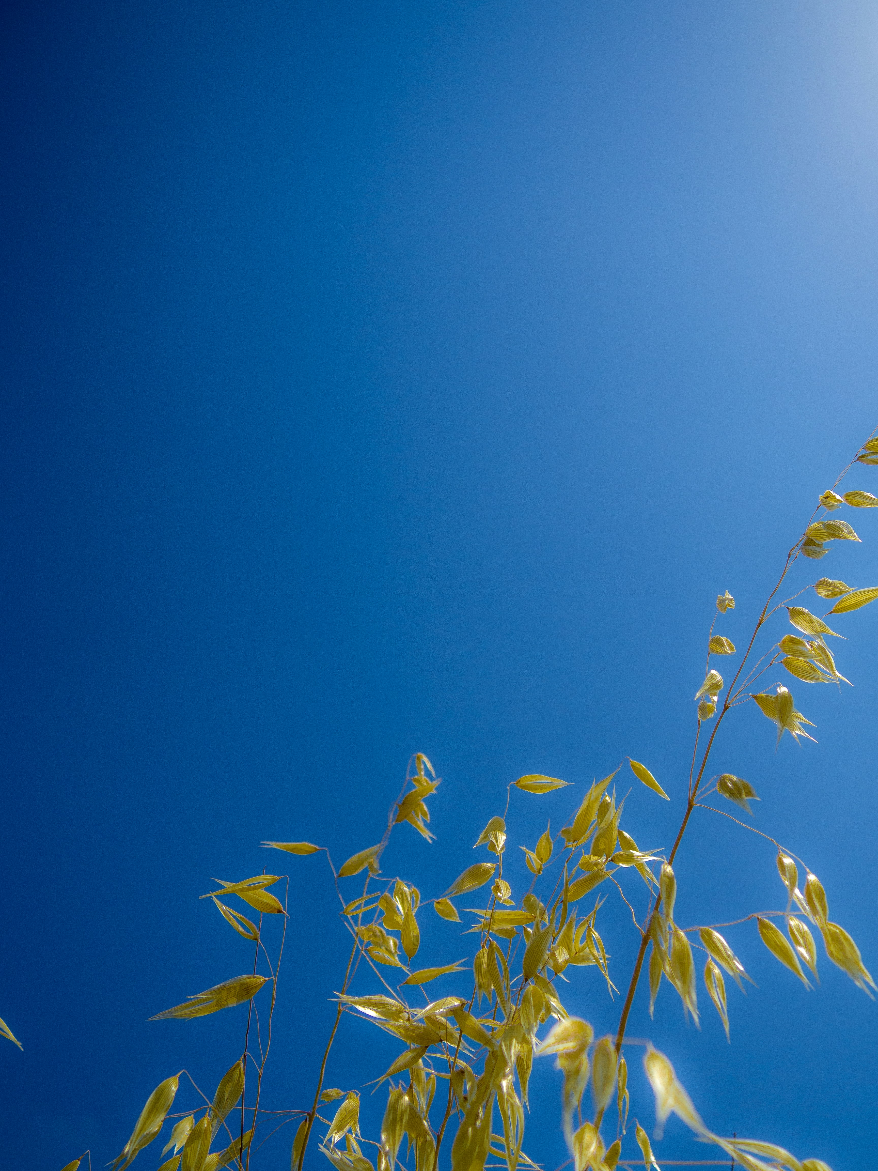 green leaves under blue sky during daytime